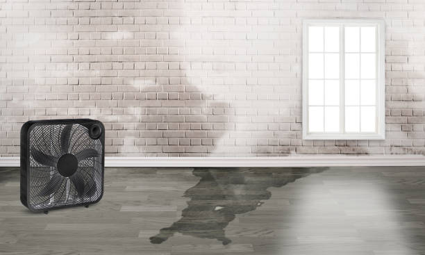 Best Basement water damage restoration  in Dallas Center, IA